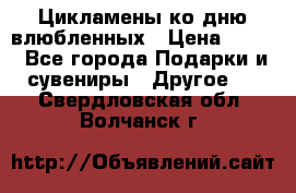 Цикламены ко дню влюбленных › Цена ­ 180 - Все города Подарки и сувениры » Другое   . Свердловская обл.,Волчанск г.